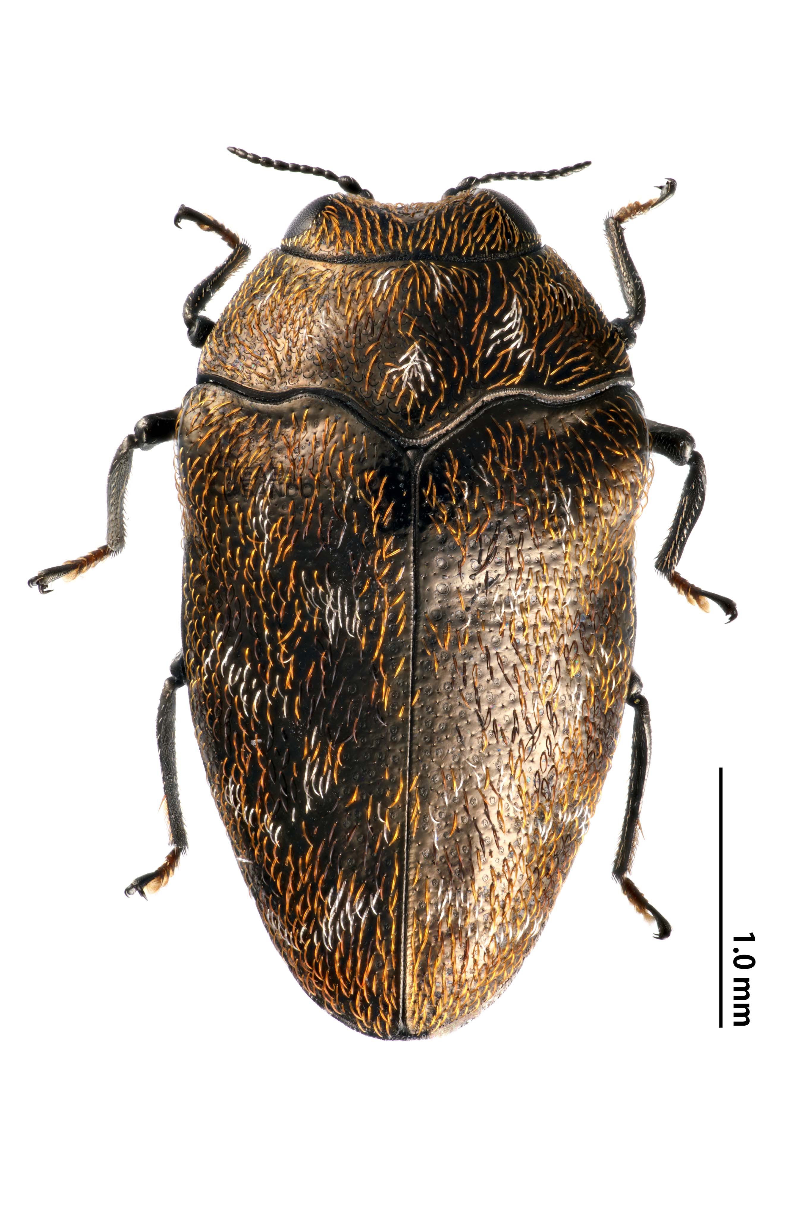 C. c. castelnaudi 19 シロオビツマルリタマムシ標本 乳臭く キャメロンハイランド