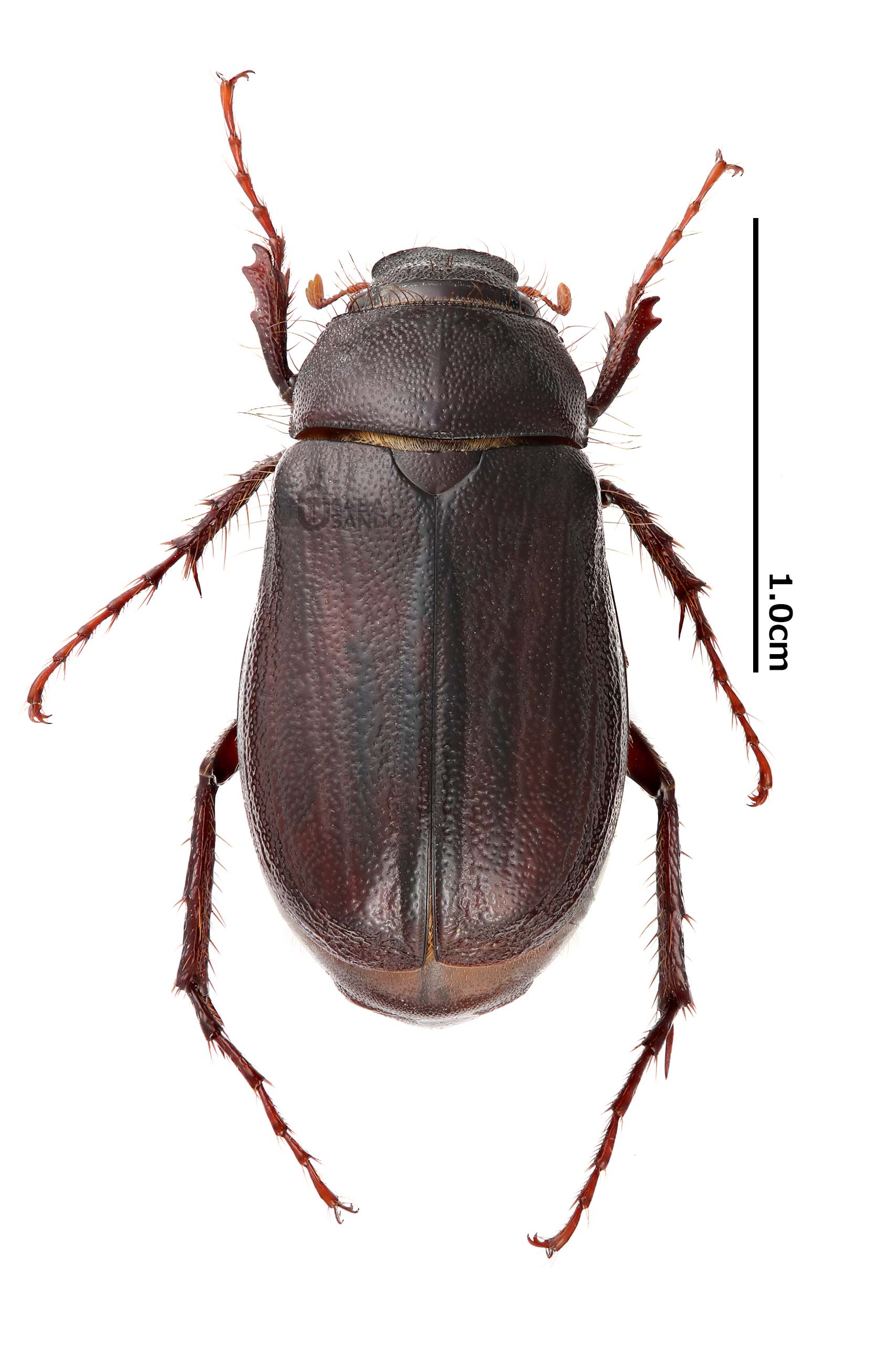 福袋 アフリカのエンマコガネ1. Proagoderus gibbiramus 虫類用品