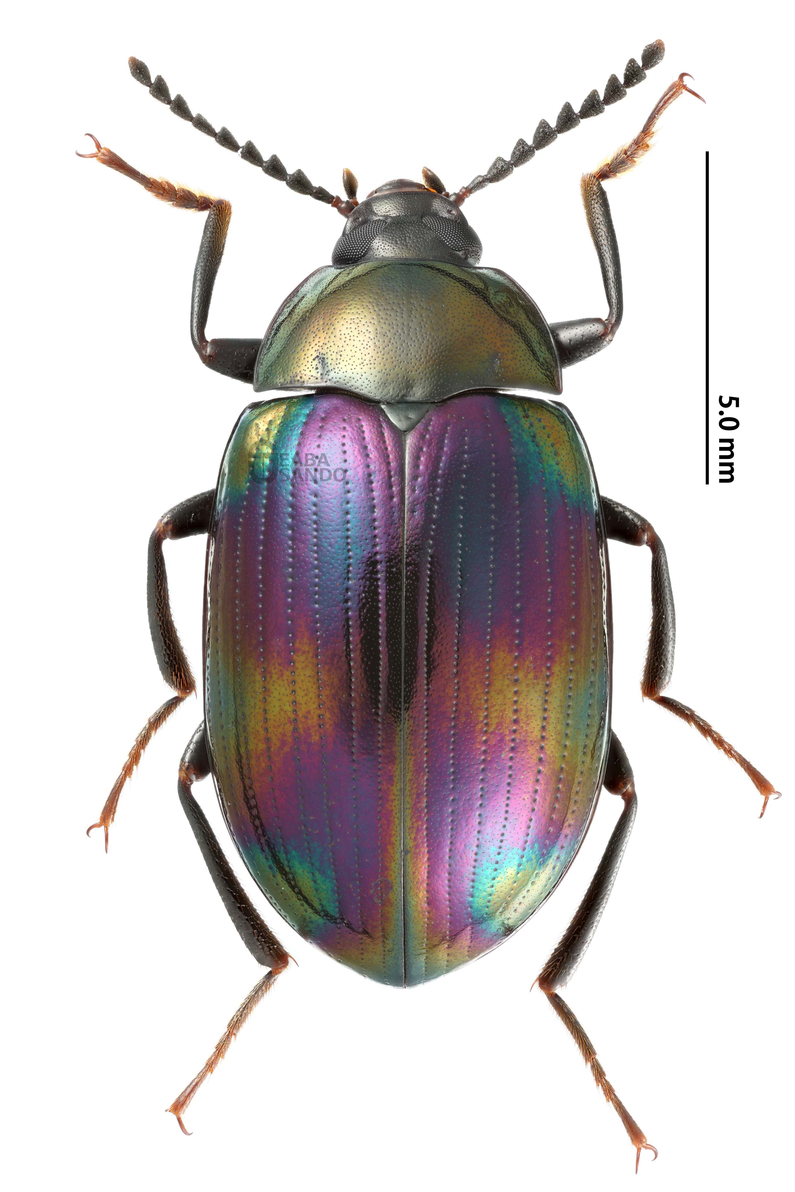 フトナガニジゴミムシダマシ – 岐阜県甲虫型録